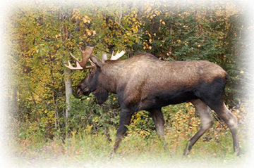 Alaska Moose stroll by your property